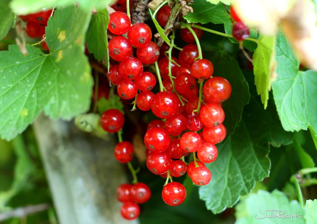 Red currant fruit